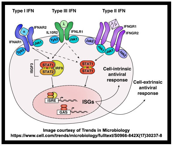 Omega-3 and Interferon